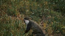 Common Squirrel Monkey Alone In The Grassy Wilderness. close up	