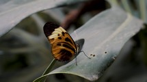 Close Up Of A Brown Butterfly Perching On Plant.	