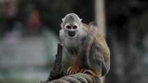 Close Up Of A Squirrel Monkey Sitting On Rope, Isolated In Defocused Background. selective focus	