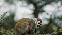 Curious Squirrel Monkey Resting On A Tree During Daytime - close up	