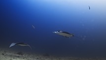 Manta Ray swimming on a Cleaning Station - Shots of the Southern Maldives