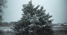 Slow motion Christmas snow background. Snowflakes, snow flakes falling in slow motion covering green tree during winter snow storm.