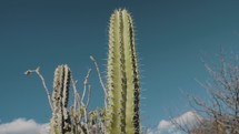 Cactus in hierve el Agua, MExico