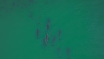 Africa drone dolphins pod swimming Jefferys Bay Garden Route Cape Town 