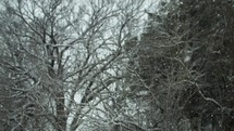 Snowflakes falling on trees in cinematic slow motion in Christmas, winter, snow storm.