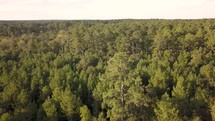 Sam Houston National Forest Fly Over Treetops