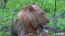 Female lion in Kruger Park National Park 