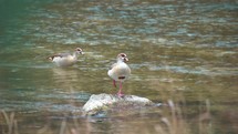 Two Egyptian Geese Standing in the River