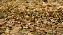 Dried Brown Leaves On Forest Ground During Autumn. Close-up Shot
