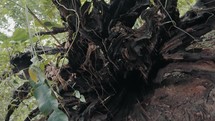 Rotten Roots Of A Huge Fallen Tree In A Rainforest. FPV	