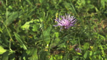 purple flower in the grass