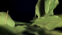 Falling bay leaf . Filmed is slow motion 1000 fps.