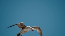 Closeup of Gull Calling Other Birds In Cabo, Baja California Sur, Mexico.