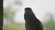 Threatened Species Of Amazon Parrot, Festive Amazon (Amazona Festiva). Close Up	