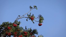 Red Rowan Tree Berries and Leaves Swaying in the Breeze on a Blue Sky