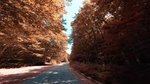 Driving in the mountain during Autumn with orange tree