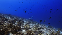 Manta Ray over the Coral Reef - Fakarava, French Polynesia