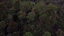 aerial view over a jungle landscape 
