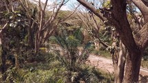 drone shot through a jungle and dirt road 