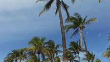 Palm Trees Along Ocean Drive at South Beach Miami	