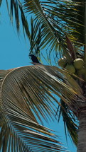 This video captures a serene moment of a bird sitting on a palm tree, highlighting the peacefulness of tropical wildlife. The lush green palm fronds and the bird's calm presence make this footage ideal for nature-focused projects, travel content, or wildlife documentaries. Perfect for showcasing tropical environments and the beauty of nature in its quiet moments.