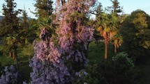 Glycine flower on the tree at the sunset