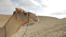 Camel Head and Neck Closeup in the Desert