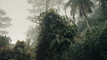 Heavy Rain Fall On Tropical Trees With Foggy Sky In Costa Rica. - Tilt-up	