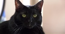curious black cat 