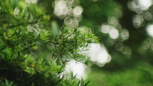 Bokeh Nature Background In Springtime.
