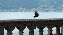 Switzerland Bird Flies Away