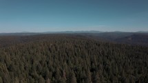 A bird's eye view of a redwood forest in the mountains of California - drone footage
