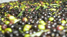 processing olives for olive oil 