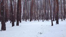 Trees in the snowy forest