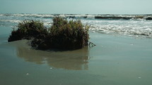 "Coastline of the Blacksea with beachgrass.
Ammophila arenaria, a species of grass known by common names European marram grass and European beachgrass. Native to coastlines of Europe and North Africa where it grows in the sands of beach dunes."
