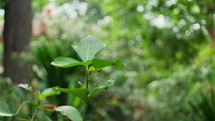 Acalypha Hispida Flowering Shrub Growing In Botanical Garden. Selective Focus Shot