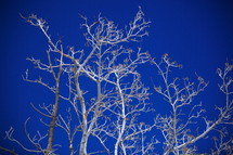 Birch trees against cobalt sky.
