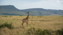 Giraffe Looking Back