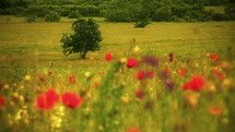 A field of red poppies flowers moved by wind.