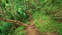  Iao Valley Jungle Path