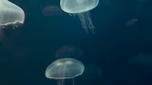 Illuminated, glowing jellyfish swimming underwater in slow motion.