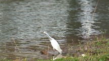 White Egret Catching Fish
