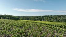 Vineyard in the Bordeaux Wine Region in France