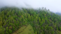 Foggy mountain forest in summer