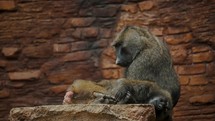 Baboons Sitting And Resting In A Zoo - close up	
