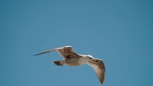 Juvenile Gull In Flight In Baja California Sur, Cabo, Mexico. - closeup shot