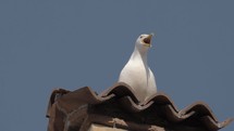 Seagull squawking on an Italian tiled rooftop