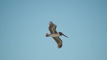 Brown Pelican Flying Against The Blue Sky Baja California Sur, Cabo, Mexico. - closeup shot