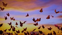 Flying monarch butterflies on sunset colored sky background, flying out in a big group