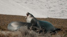 Mating Games Of Sea Lions In Valdes Peninsula, Patagonia, Argentina - Close Up	
